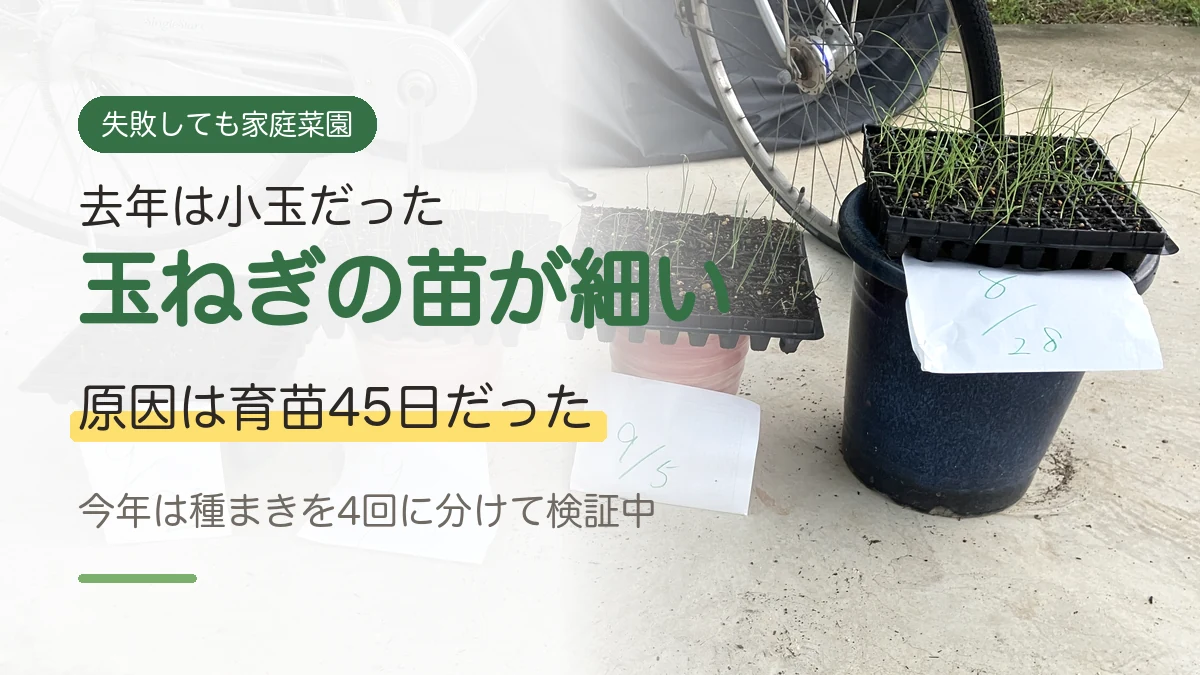 セルトレイで育てた玉ねぎの苗と、去年は育苗45日で細い苗になった経緯を伝えるアイキャッチ画像