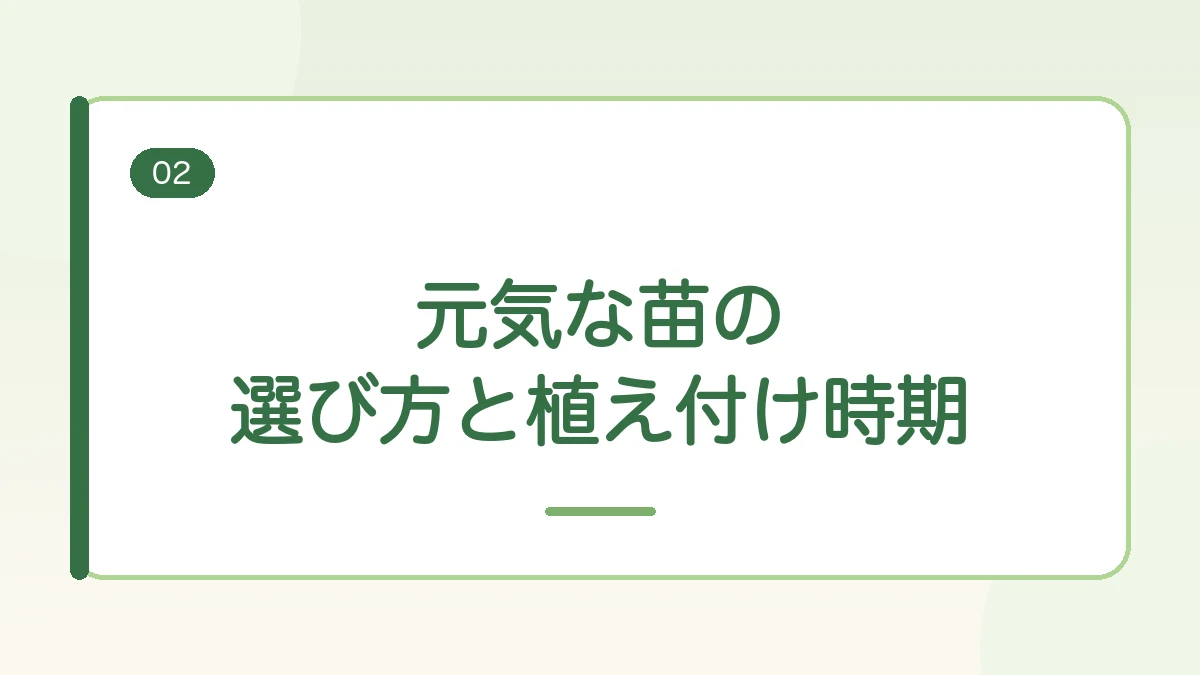 玉ねぎの元気な苗の選び方と植え付け時期を紹介する見出しバナー画像