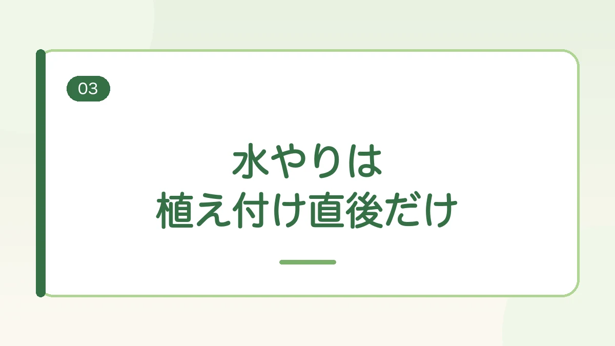玉ねぎの水やりは植え付け直後だけでよいことを伝える見出しバナー画像