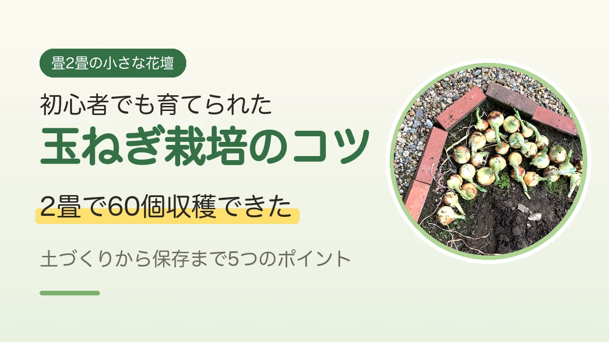 畳2畳の花壇で収穫した玉ねぎと、初心者向けの玉ねぎ栽培のコツを伝えるアイキャッチ画像