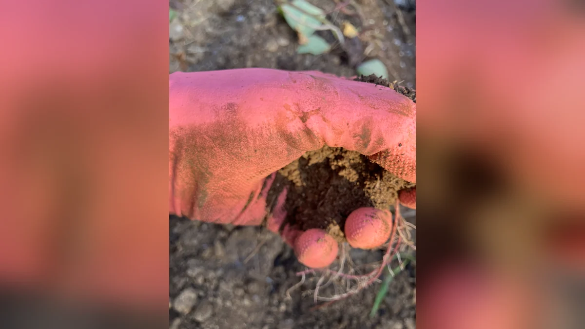 庭の土を手で握って感触を確かめているところの実物写真