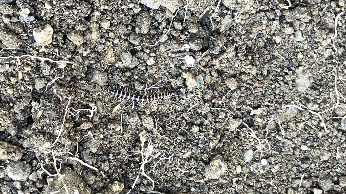 庭の土を掘ったら見つかったヤスデの実物写真