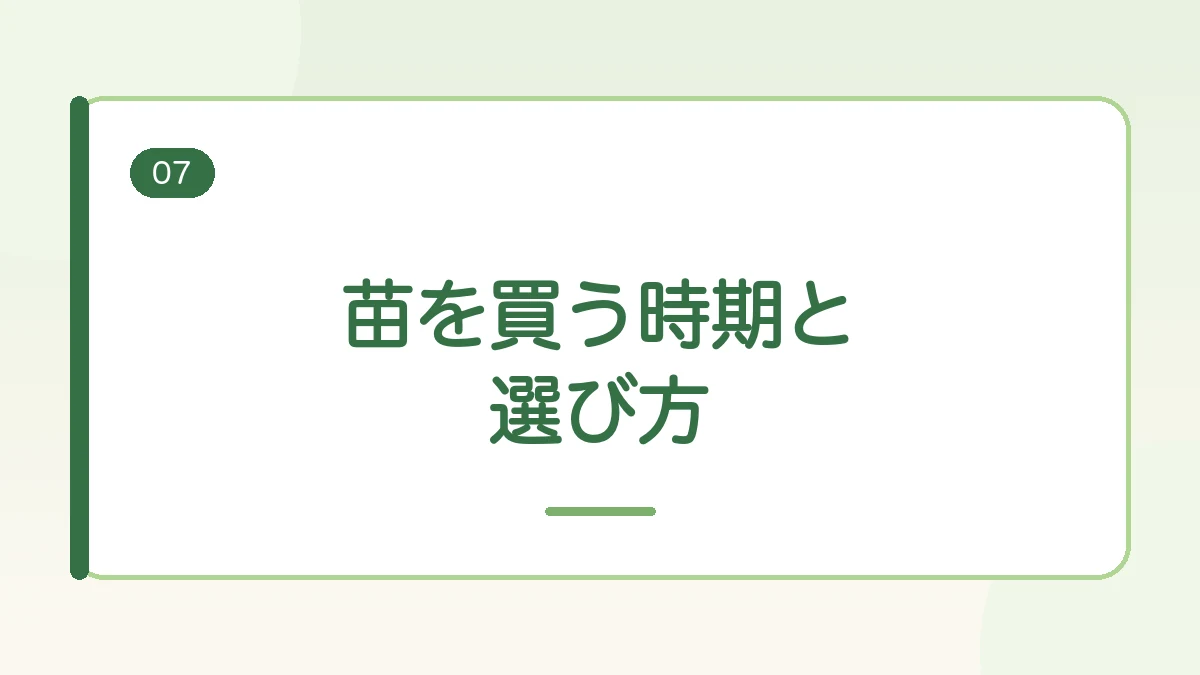 玉ねぎとさつまいもの苗を買う時期と選び方を紹介する見出しバナー画像