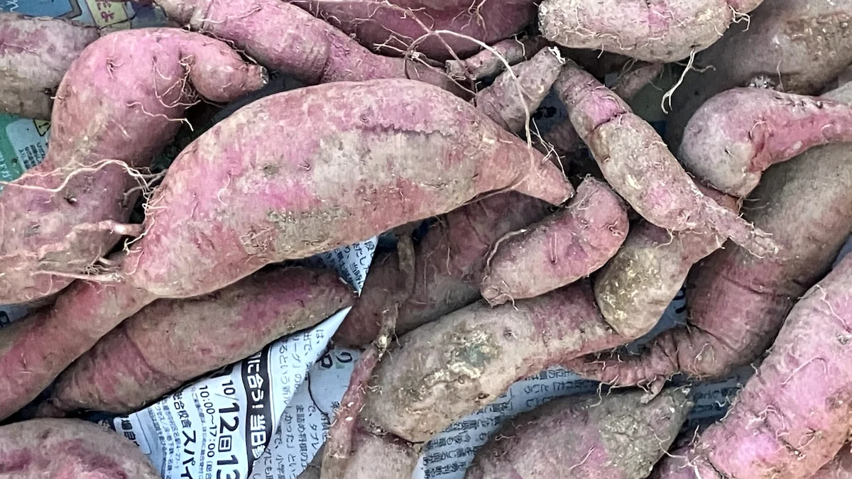 小さな庭の畝で収穫したさつまいもを新聞紙の上に並べた実物写真