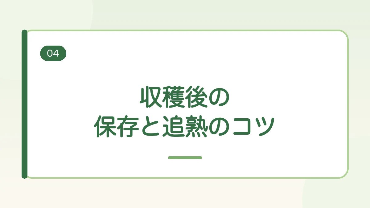 収穫後のさつまいもの保存と追熟のコツを紹介する見出しバナー画像
