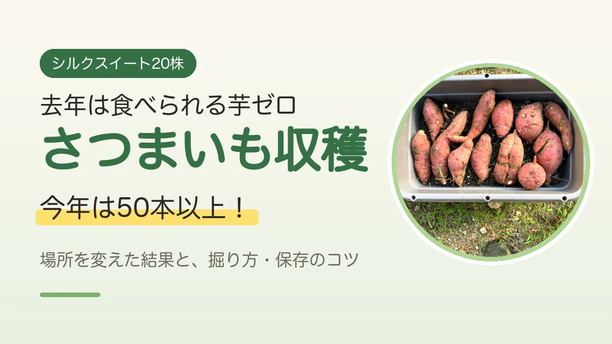 ケースに並べた収穫したてのシルクスイートの写真と、去年ゼロから今年50本以上採れたさつまいも収穫を伝えるアイキャッチ画像