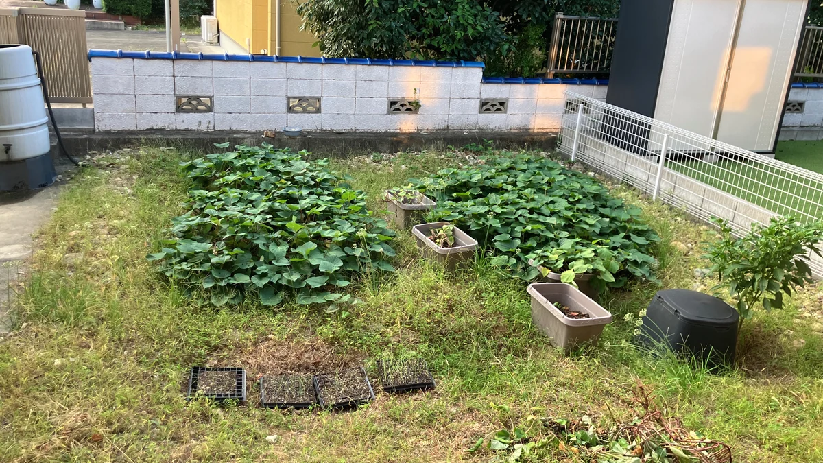 収穫前の自宅の庭で、さつまいものつると葉が2か所に茂っている実物写真