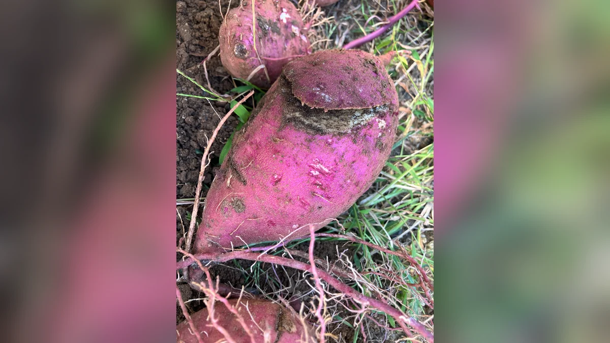 掘るときに皮がはがれて傷がついてしまったさつまいもの実物写真