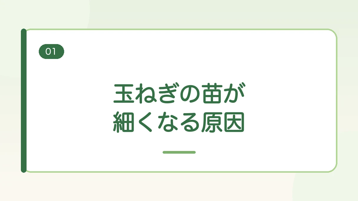 玉ねぎの苗が細くなる原因を紹介する見出しバナー画像
